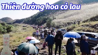 Ngày hội hoa cỏ lau cột mốc 1297 đình lập lạng sơn