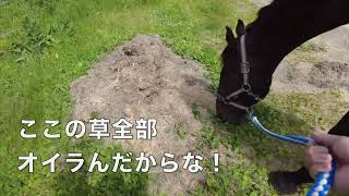 あーこっこ乗馬日記〜靴がそろったぜ！でも問題発生。。。