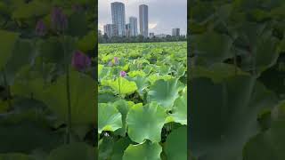 🇯🇵Lotus flowers are blooming🪷 in Tokyo #shorts #Lotus