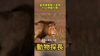 鬣狗搶奪獅子食物，最後付出慘痛代價#動物世界 #鬣狗 #獅子