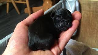 Cute new born baby pugs - just listen to them!