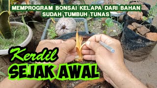 CARA MEMPROGRAM BONSAI KELAPA AGAR DAUN KERDIL SEJAK AWAL