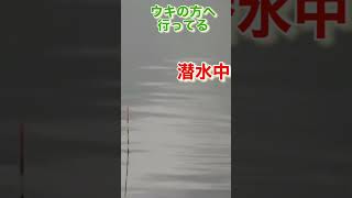 ヘラブナ釣り　してたら　カメ🐢が　ウキに激突ww