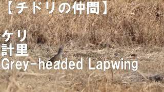 【水辺の野鳥】（チドリの仲間）No.1 ケリ 計里 Grey-headed Lapwing ★留鳥★