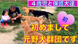 【汚れなき4歳児と保護犬達】〜野犬達との出会い編〜