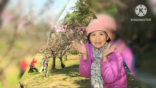 東湖內溝溪櫻花開滿毗鄰市區的世外桃源Cherry blossoms bloom in the Neigou River in East Lake, a paradise adjacent