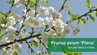 Prunus avium 'Plena' - Van den Berk on Trees