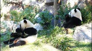 20231024 上野動物園　双子パンダ　屋外で朝ごはんを食べているレイレイとシャオシャオ