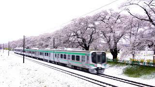 4K画質【雪景色となった満開の一目千本桜とE721系】東北本線(大河原～船岡)2019.4.11