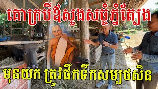 គោក្របីលោកឪសួងសច្ចំភ្នំត្បែង មុនយកត្រូវផឹកទឹកនេះសិន ដើម្បីបញ្ជាក់ការពិតថាចិញ្ចឹមដោយក្ដីស្រលាញ់