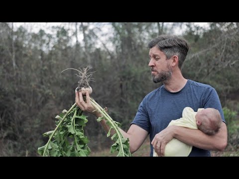 What is the root of turnip?