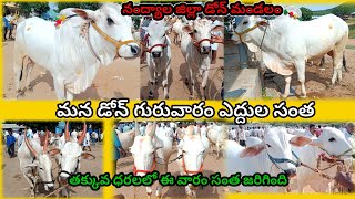 24-08-2023 //మన డోన్ ఎద్దుల సంత//Dhone bulls market #bulls #marketing