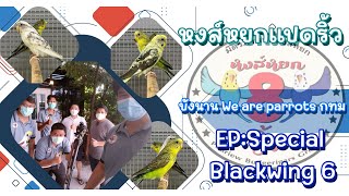 🥰 EP.Special Blackwing 6 บังนาน We are parrots กทม.