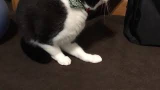 急にスイッチの入る猫A cat that switches on suddenly