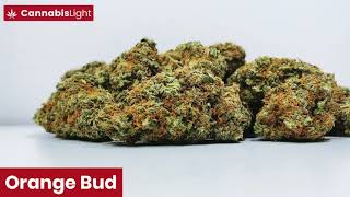 Orange Bud - susz Konopny Cannabis Light