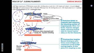 Electrophysiology of the heart