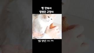 빵 안줘서 열받은 고양이