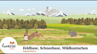 Feldhase, Wildkaninchen, Schneehase - alles was du für die Jägerprüfung wissen musst