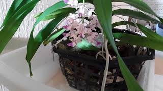 Aerides falcata opens up her fragrant blooms.