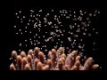 Horniman Museum and Gardens: Project Coral spawning