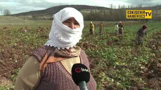 Kadın tarım işçilerinin zorlu mesaisi