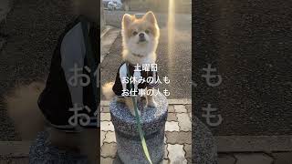 おはよ☀️ #dog#pets#pomeranian#犬好き#愛犬#子犬#ポメラニアン#大好き#犬好き #music #散歩#公園 #犬のいる暮らし