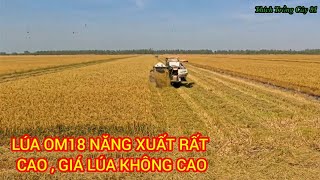 Lúa OM18 năng xuất rất  cao nhưng giá lúa biến động lớn làm nông dân mất lợi nhuận rất nhiều