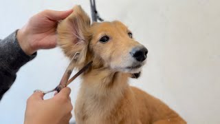 ミニチュアダックスフンドのしっかりケアトリミング✂︎（レオンくん）