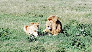 PINAY BELGIAN: SERENGETI | VIP SAFARI in TANZANIA AFRICA