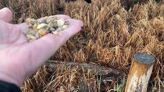 Hand-feeding Birds in Slow Mo - Red-winged Blackbird