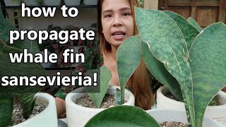 DIVIDING MY WHALE FIN SANSEVIERIA 