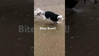 Saluki Beach Chase #saluki #sighthound #dogplay #dogshort #dogsofinstagram #dogslife