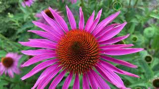 Echinacea pourpre semis et floraison