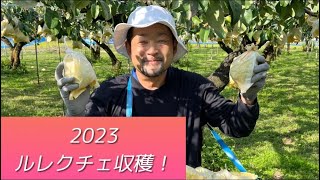 【ついに！！】2023年！ルレクチェの初収穫ー！【盈科】