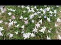 アイフェイオン（花ニラ）開花の様子　2022.4.26