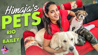 Himaja's Pets || Himaja || Dogs || Groom || Pets || It's Himaja