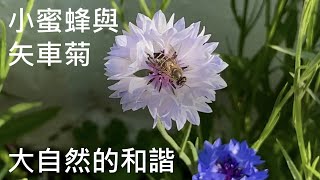 小蜜蜂與花 - 大自然的和諧 - The harmony between bees and cornflowers - ｛種花篇 Gardening｝