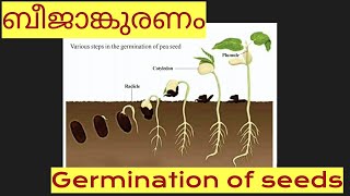 Germination of seeds/ ബീജാങ്കുരണം/ വിത്ത് മുളക്കുന്ന വിവിധ ഘട്ടങ്ങൾ