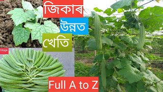 জিকা খেতি || Jika kheti || Ridge gourd farming Full A To Z ||