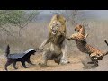 10 Most Aggressive Animals in the World