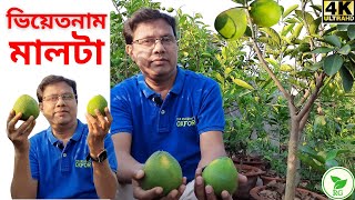 সাইজে বড় ফলবে বেশি ভিয়েতনাম মালটা | পরিচর্যার A-Z | Vietnam Malta Cultivation @rajgardens