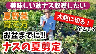 お盆までに夏剪定】美味しい秋ナス食べるなら夏剪定!!