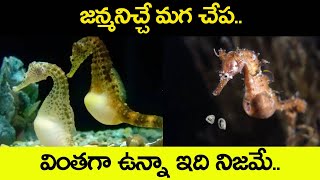 జన్మనిచ్చే మగ చేప.. వింతగా ఉన్నా ఇది నిజమే | Amazing Male Seahorse Giving Birth to Babies | Shri Tv