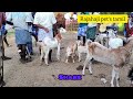 பாவூர்சத்திரம் ஆட்டுச் சந்தை pavoorchatram santhai 2022 tenkasi goat market rajahaji pet s