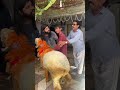 Kid is so crying 😭 shero ja ra h chor k😭💔 #love #cow #wedding #petlover #camel #goat  #newsong