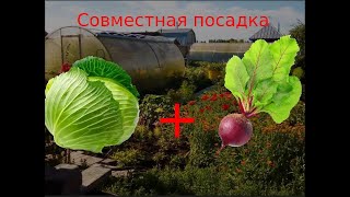 Совместная посадка свеклы и капусты/ плюсы и минусы / Новый способ посадки!