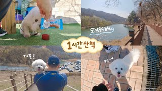 강아지랑 1시간 산책하기(부제:더러운 개가 행복한 개다 a.k.a.더개행개) | 비숑 먼지 일상 브이로그 VLOG