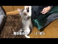 ケージから出してほしい時の鳴き声がかわいい子猫【ソマリ】