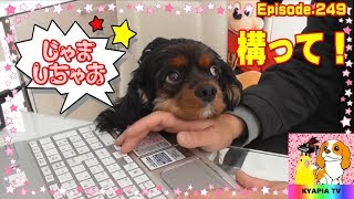 構って欲しくてアゴを乗せてくるキャバリア犬｜TV出演TBS『動物スクープ100連発』Cavalier King Charles Spaniel 249