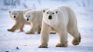 Emergency declared as polar bears invade Russian town | CCTV English